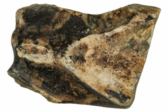 Fossil Dinosaur (Triceratops) Shed Tooth - Montana #339762